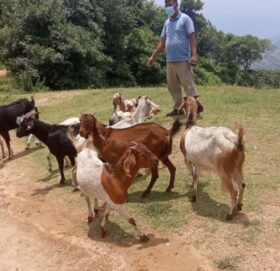 बुढिगंगाको कार्कितोला र जयबागेश्वरिमा निशुल्क पशु शिविर