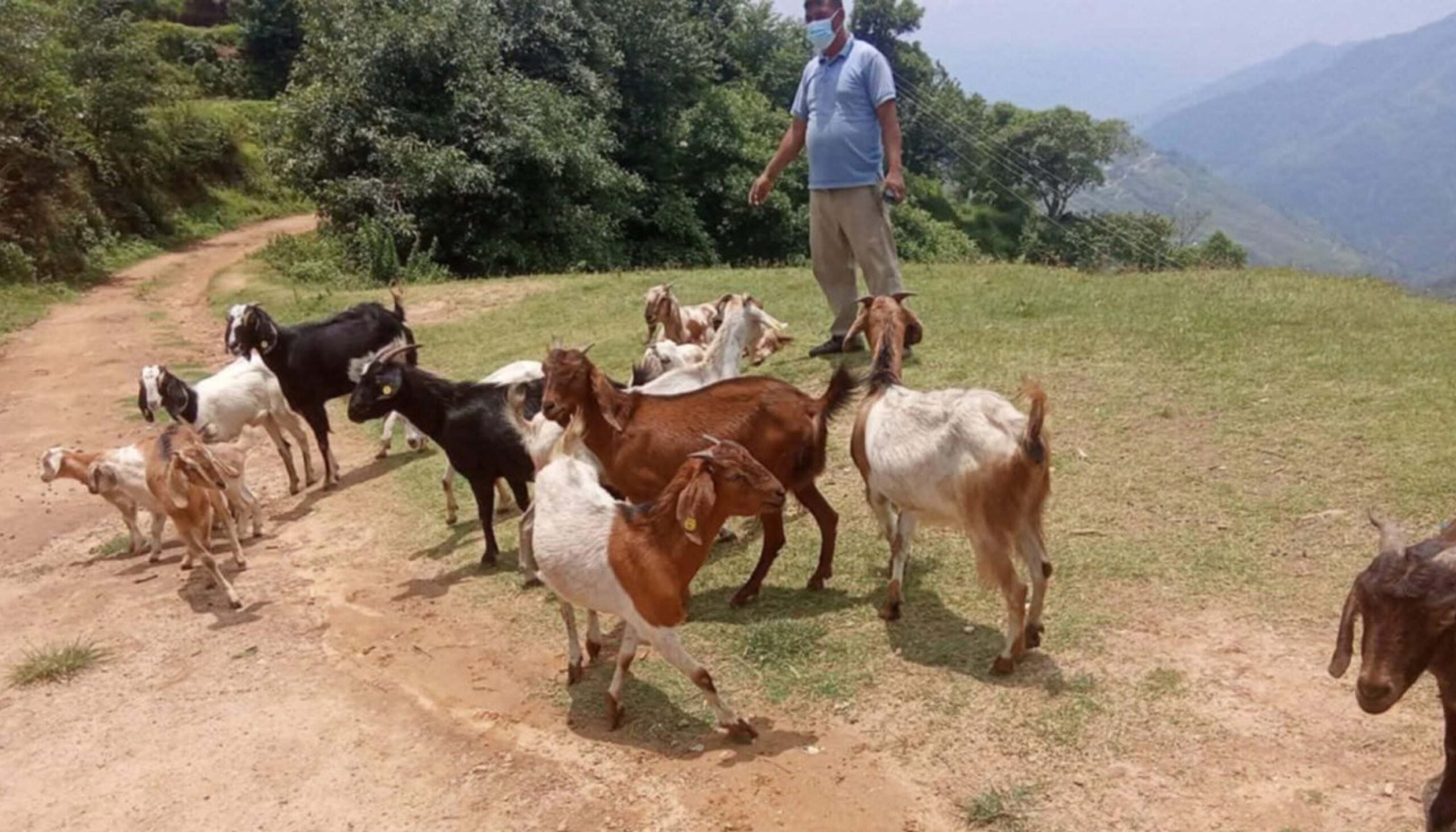 बुढिगंगाको कार्कितोला र जयबागेश्वरिमा निशुल्क पशु शिविर
