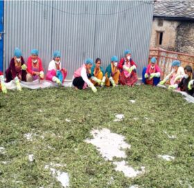 बडीमालिकामा महिलाहरुलाई आत्मनिर्भर बनाउन सिस्नु पाउडर तालिम