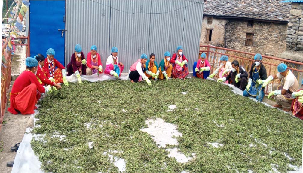 बडीमालिकामा महिलाहरुलाई आत्मनिर्भर बनाउन सिस्नु पाउडर तालिम