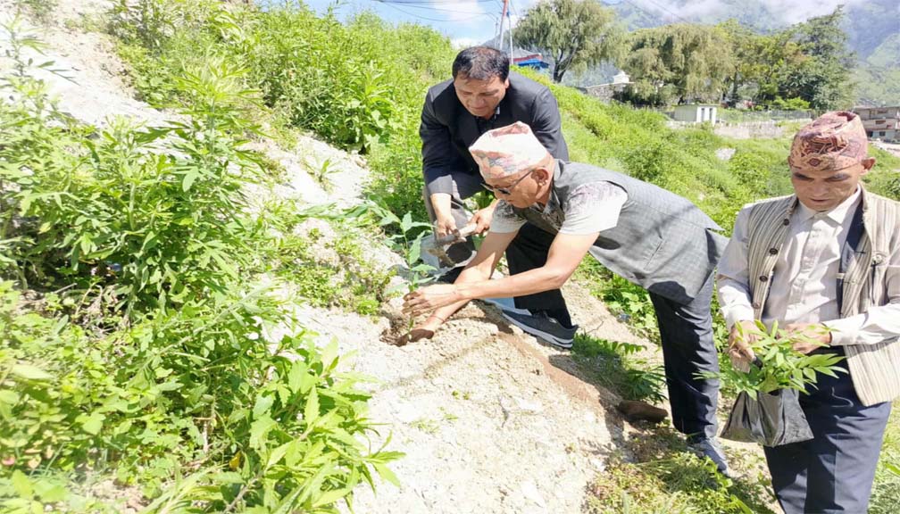 बाजुरामा पनि ४३ औं बिपी स्मृति दिवस वृक्षारोपण गरेर मनायो