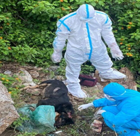 बुढीगंगामा मृत कुकुरमा रेबिज पुष्टि, पालिकाद्धारा पशु चिकित्सक खटाइयो