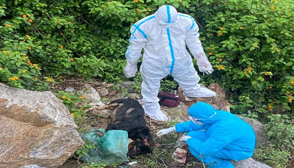 बुढीगंगामा मृत कुकुरमा रेबिज पुष्टि, पालिकाद्धारा पशु चिकित्सक खटाइयो