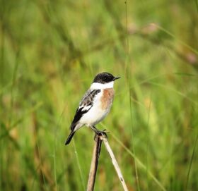 शुक्लाफाँटामा विश्वकै दुर्लभ १९ प्रजातिका चरा
