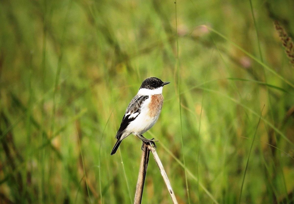 शुक्लाफाँटामा विश्वकै दुर्लभ १९ प्रजातिका चरा