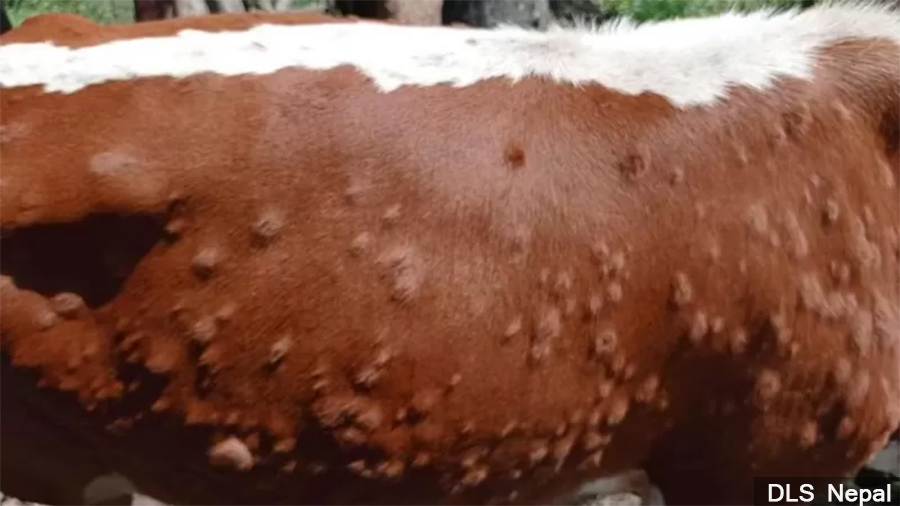 ४२ जिल्लामा फैलियो लम्पी स्किन, १८ सय ८४ पशु मरे