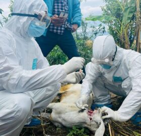 सुदूरपश्चिममा रेबिज सङ्क्रमण बढ्दो, नियन्त्रणमा चुनौती