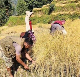 दशैंमा पनि किसानलाई कामकै चटारो