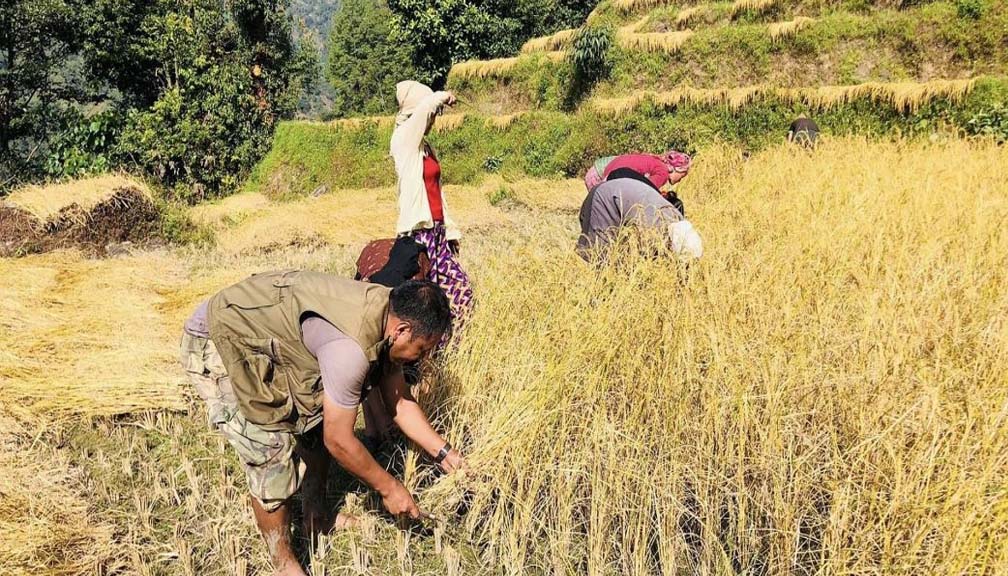 दशैंमा पनि किसानलाई कामकै चटारो