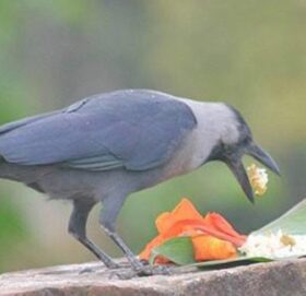 तिहार सुरु, यमपञ्चकको पहिलो दिन आज काग तिहार