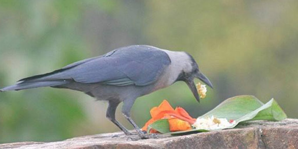 तिहार सुरु, यमपञ्चकको पहिलो दिन आज काग तिहार