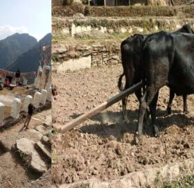 गौमुल–३ धल्काँडामा मनाइँदै मौलिक पर्व मैझाडो