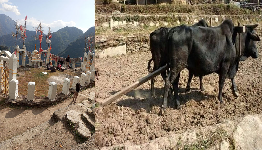 गौमुल–३ धल्काँडामा मनाइँदै मौलिक पर्व मैझाडो