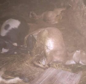 गौमुल–६ सटेडामा बाघको आक्रमण, एकै रात १५ बाख्रा मारिए