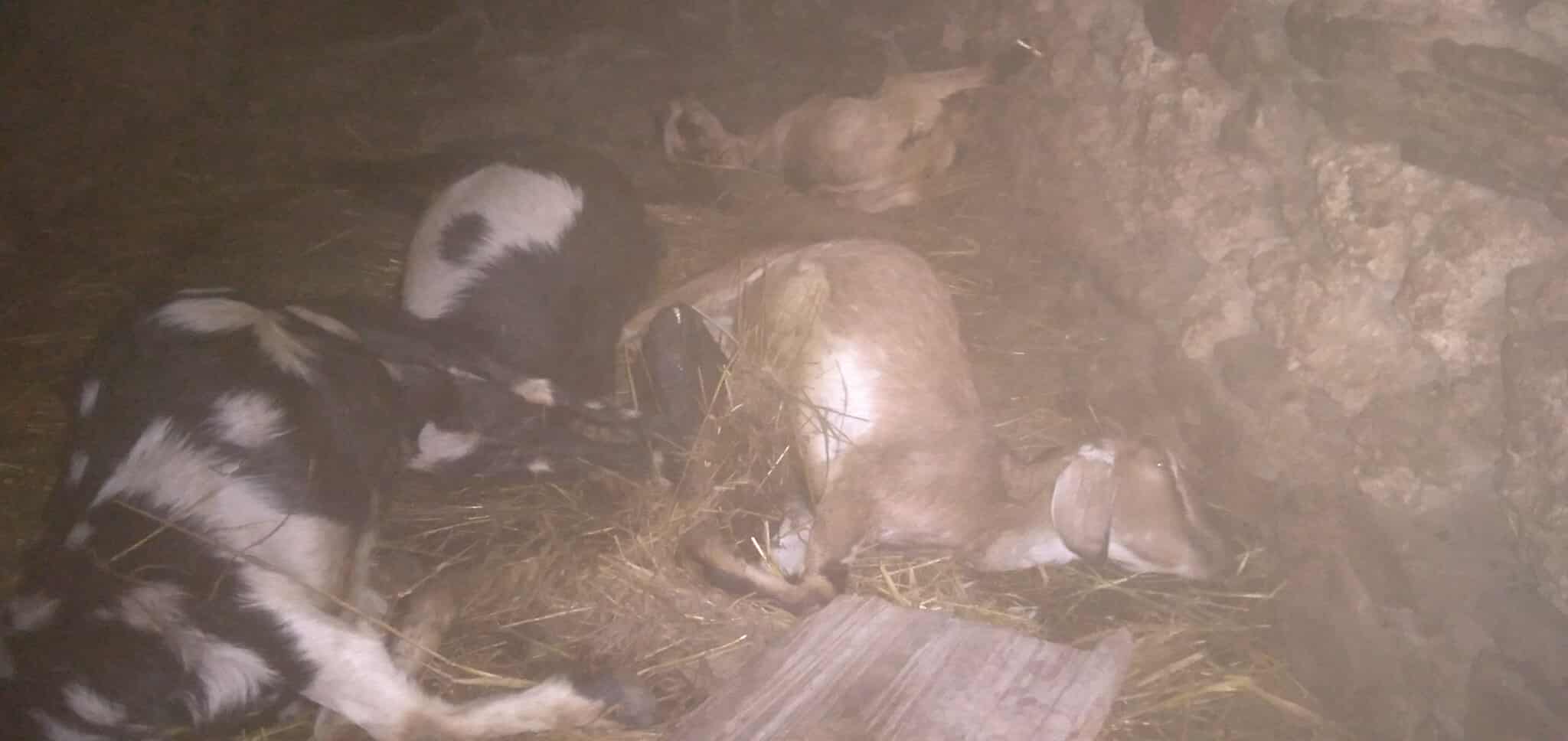 गौमुल–६ सटेडामा बाघको आक्रमण, एकै रात १५ बाख्रा मारिए