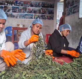 सिस्नु पाउडर उत्पादन तालिमले  जगाएकाे उद्यमशील  सपना