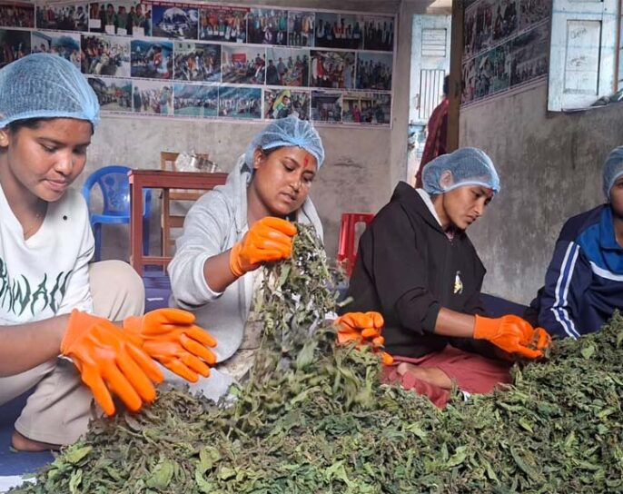 सिस्नु पाउडर उत्पादन तालिमले  जगाएकाे उद्यमशील  सपना
