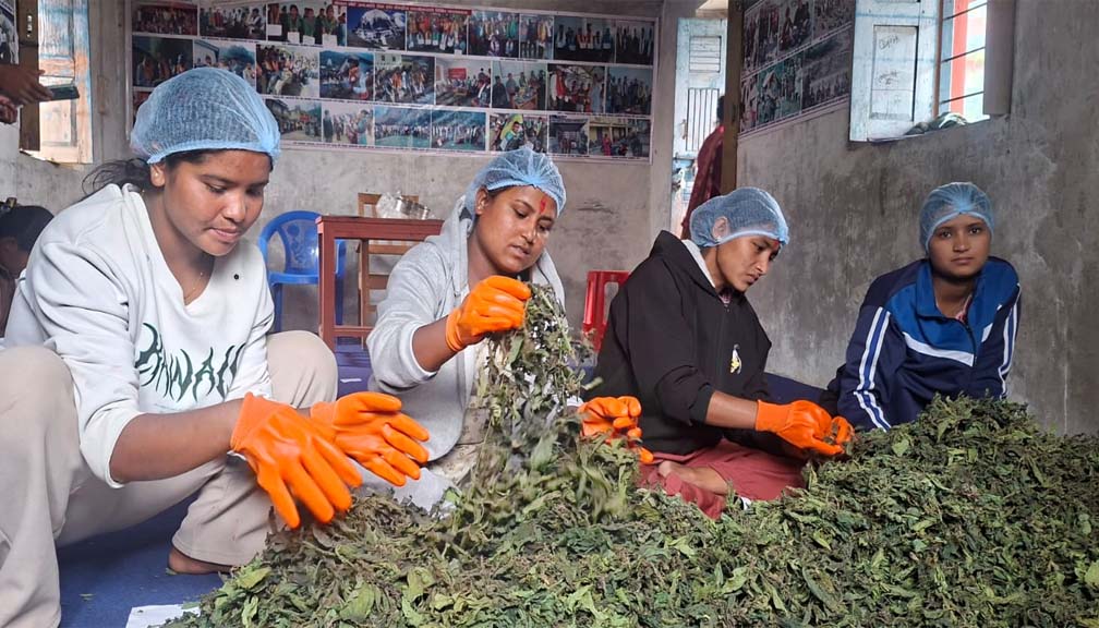 सिस्नु पाउडर उत्पादन तालिमले  जगाएकाे उद्यमशील  सपना