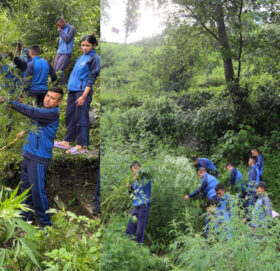 बाजुरामा प्रहरीद्वारा गाँजाका बोटहरु नष्ट
