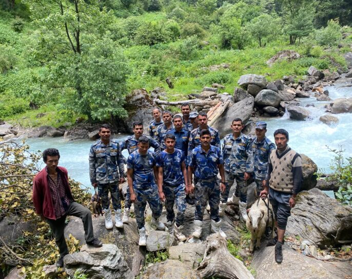बाढीले बगाएको काठे पुल मर्मत गर्दै अलपत्र भेडी गोठालाको उद्धारमा जुटे सुरक्षाकर्मी